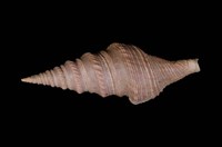 藏品(臺灣捲管螺)的圖片